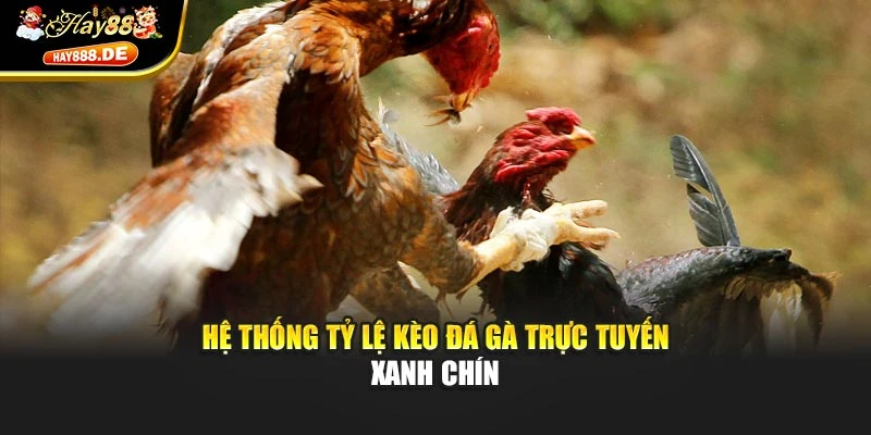 Hệ thống tỷ lệ kèo đá gà trực tuyến xanh chín
